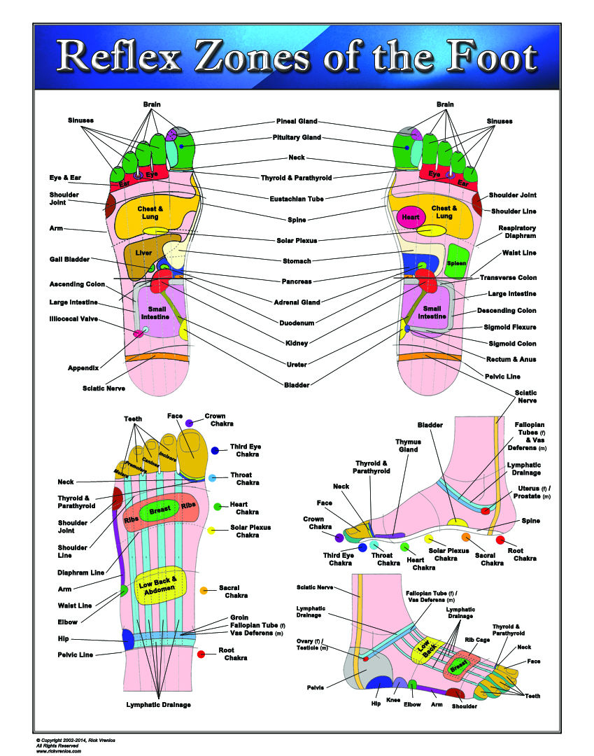 Reflex Zones of the Foot